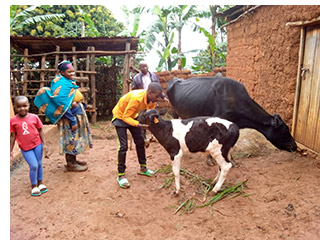 Pastor Rudasangwa with the new calf