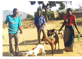 People with their goats in Malawi