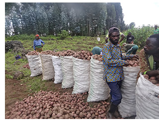 Harvesting potatoes in Rwanda
