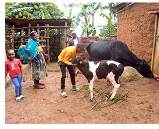 Pastor Rudasangwa's cow and its calf